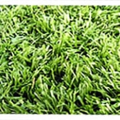 imagem de Grama Sintética X-Soft - Sportgrass