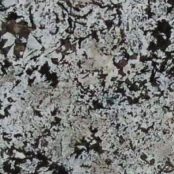 imagem de Granito Bianco Antico - Brasigran