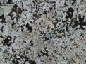 Granito Bianco Antico - Brasigran